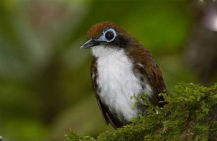 Bicolored Antbird 