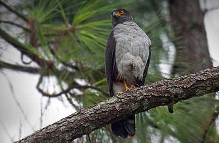 Bicolored Hawk