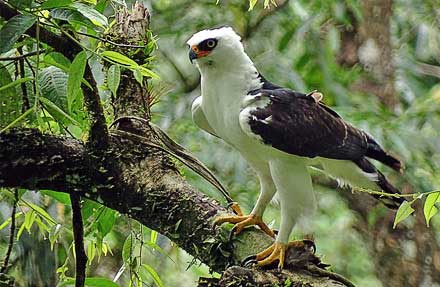 Black-and-white Hawk-Eagle