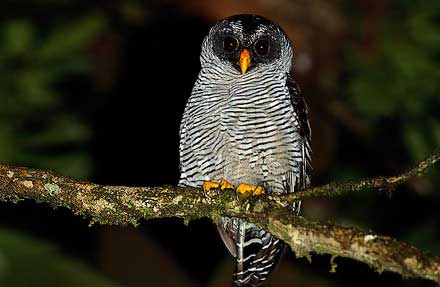 Black-and-white Owl