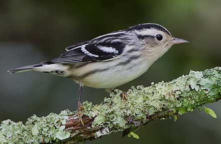 Black-and-white Warbler 