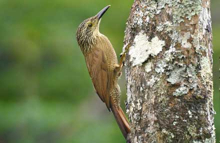 Black-banded Woodcreeper 