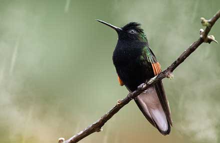 Black-bellied Hummingbird