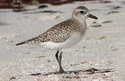 Black-bellied Plover