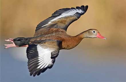 Black-bellied Whistling-Duck 