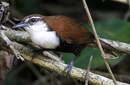 Black-bellied Wren 