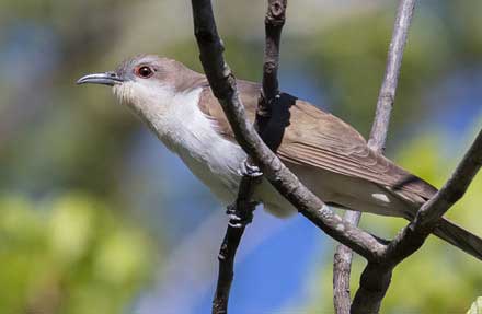Black-billed Cuckoo