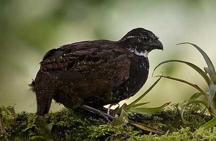 Black-breasted Wood-Quail