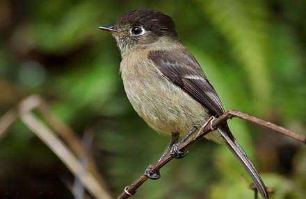 Black-capped Flycatcher 
