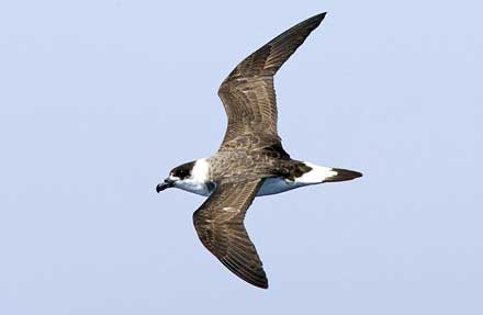 Black-capped Petrel