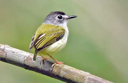 Black-capped Pygmy-Tyrant 