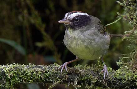 Black-cheeked Warbler 