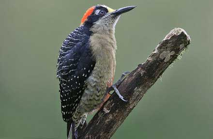 Black-cheeked Woodpecker