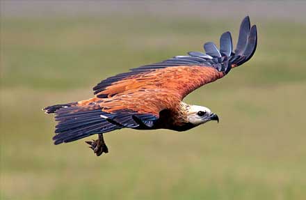 Black-collared Hawk