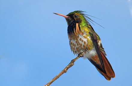 Black-crested Coquette