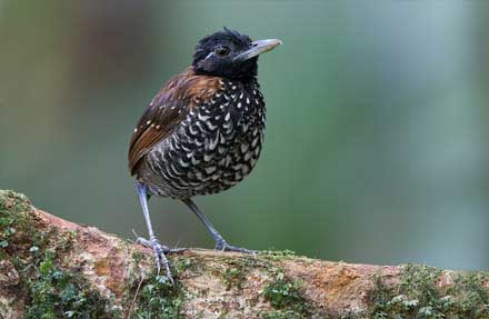 Black-crowned Antpitta 