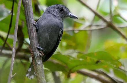 Black-crowned Antshrike (antes Western-slaty Antshrike) 