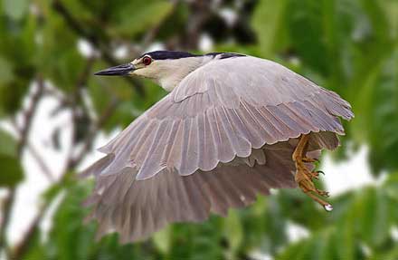 Black-crowned Night-Heron