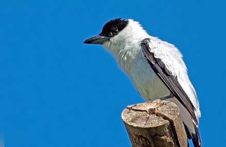 Black-crowned Tityra 