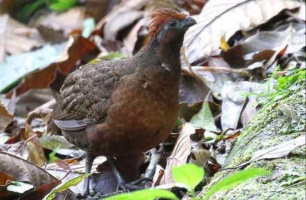 Black-eared Wood-Quail