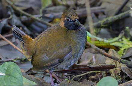 Black-faced Antthrush 