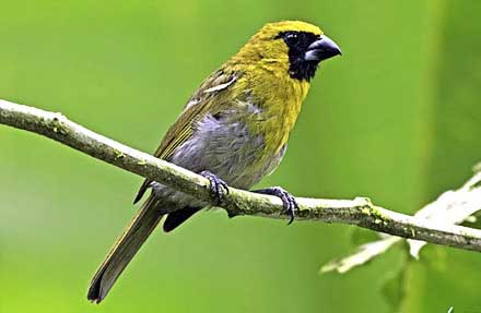Black-faced Grosbeak 
