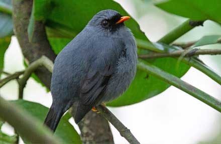 Black-faced Solitaire
