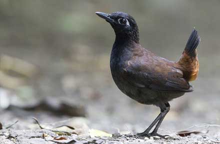 Black-headed Antthrush 