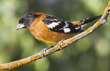Black-headed Grosbeak 