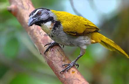 Black-headed Saltator 