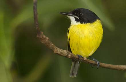 Black-headed Tody-Flycatcher 