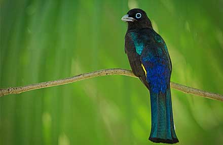 Black-headed Trogon