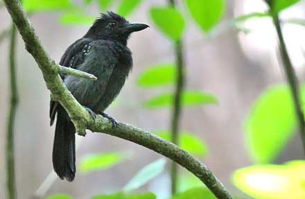 Black-hooded Antshrike 