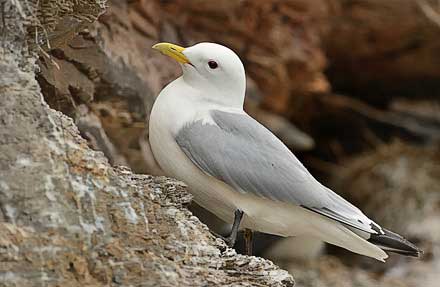 Black-legged Kittiwake