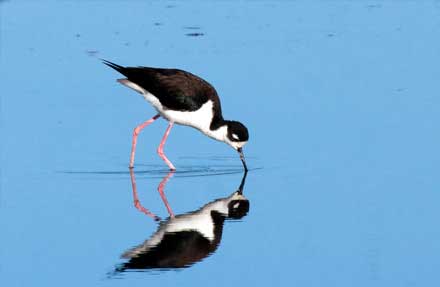 Black-necked Stilt