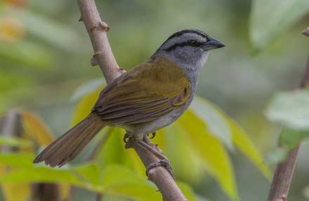 Black-striped Sparrow 