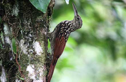 Black-striped Woodcreeper 