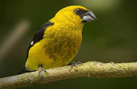 Black-thighed Grosbeak 