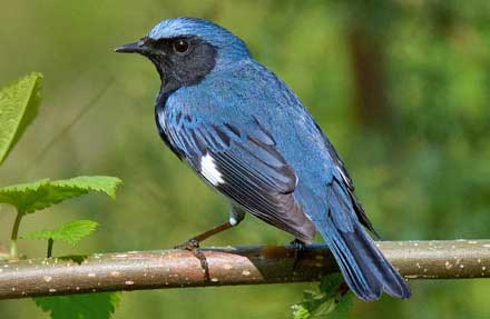 Black-throated Blue Warbler 