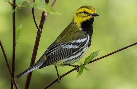 Black-throated Green Warbler 