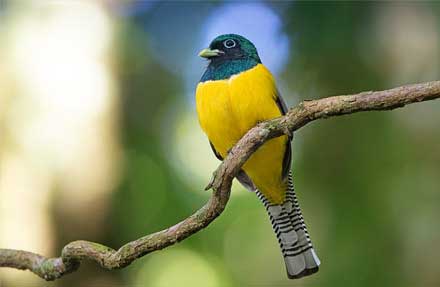 Northern Black-throared Trogon