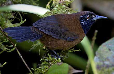 Black-throated Wren 