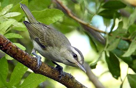 Black-whiskered Vireo 
