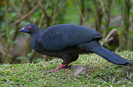 Black Guan