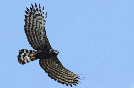 Black Hawk-Eagle