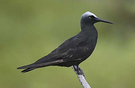 Black Noddy