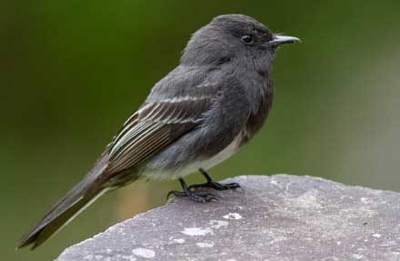 Black Phoebe 