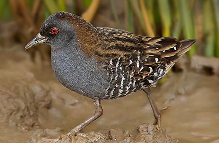 Black Rail