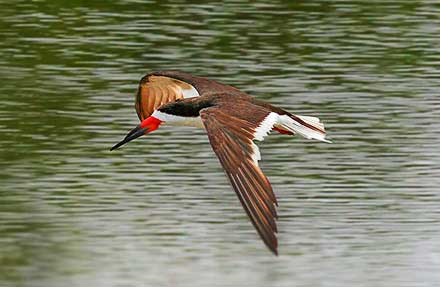 Black Skimmer