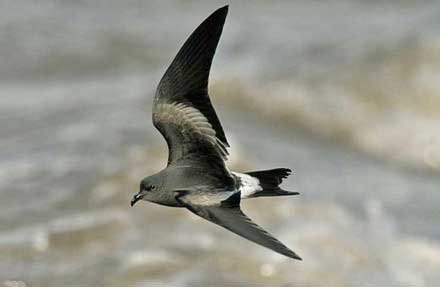 Black Storm-Petrel